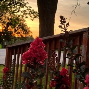 Meet your Posher, Genesis